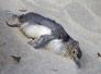 PolarNEWS_20100817_Toter-Pinguin