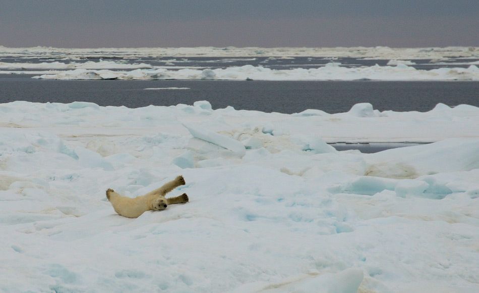 ﻿﻿﻿Arktisches Meereis erreicht wieder Tiefstwerte