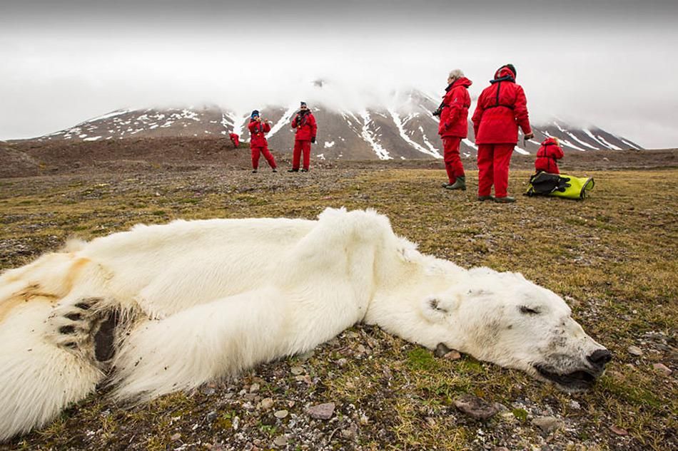 Verhungerter Eisbär Opfer des Klimawandels?