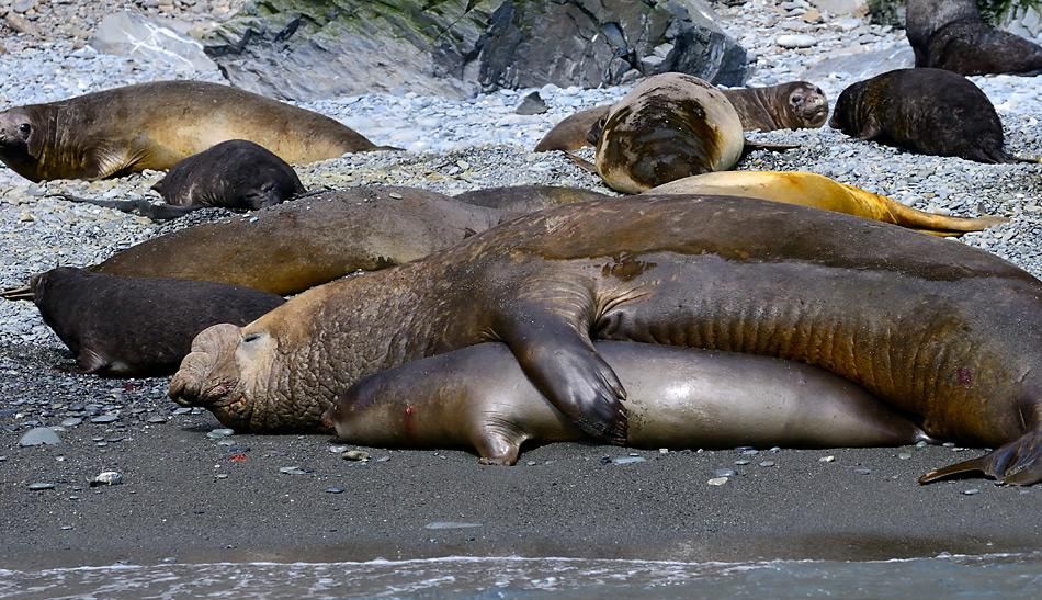 Robbenevolution in neuem Licht: Warum Männchen grösser und stärker sind als Weibchen