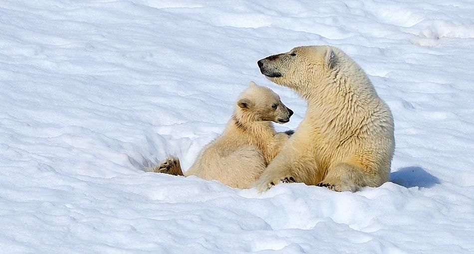 Wie wärmen sich Eisbären? Alles eine Frage der Gene