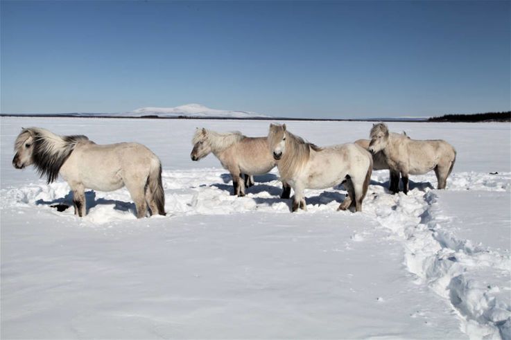 Grosse Pflanzenfresser wie Pferde und Rentiere ku00f6nnten den Permafrost mit ihren stampfenden Hufen
