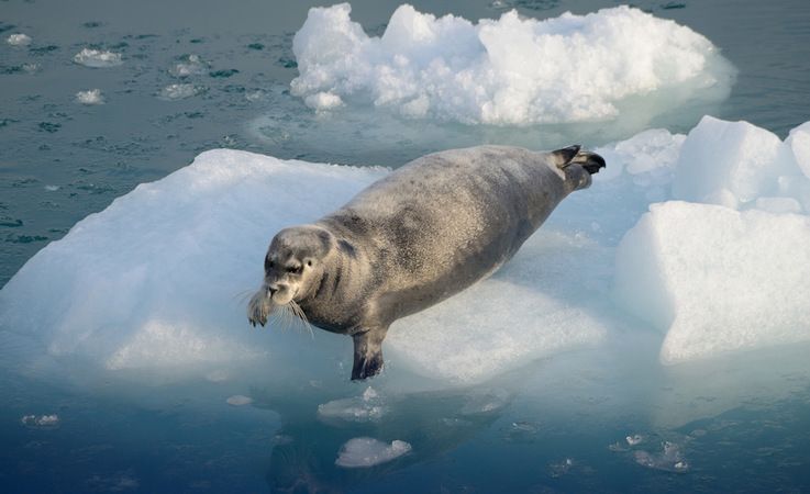 Alle Meeressu00e4ugetiere der Arktis wie beispielsweise die Bartrobben sind aufgrund von