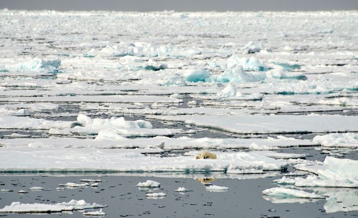 Grosse Teile des arktischen Ozeans werden jedes Jahr von neuem mit Meereis bedeckt. Wu00e4hrend aber