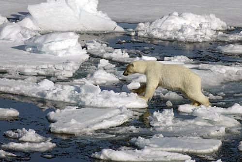 Klimawandel nimmt in der Arktis dramatische Ausmasse an
