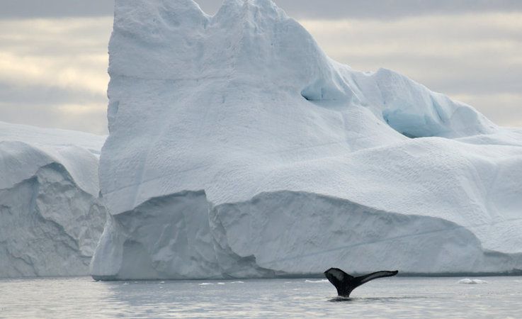 Die Baffin Bay, die zwischen Kanada und Westgru00f6nland liegt, ist ein bekanntes und beliebtes Ziel