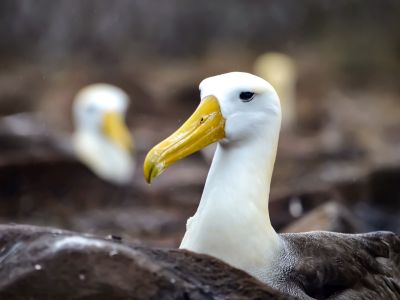 Galapagos-Albatros, Insel Española, Galapagos. Den Galapagos Albatros sieht man nur von Ende März bi