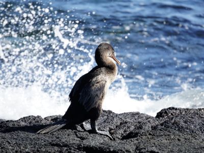 Flugunfähiger Kormoran, Insel Fernandina, Galapagos. Der Vogel hat sich seinem Lebensraum angepasst,