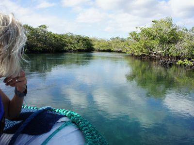 Bootstour durch die Mangroven von Elizabeth Bay, Insel Isabela, Galapagos. Hierhin ziehen sich viele
