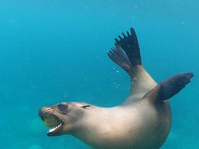 Verspielter Seelöwe. Mit ihnen auf Galapagos zu Schnorcheln ist ein einzigartiges Erlebnis. (© Eva F