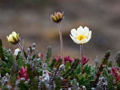 Silberwurz (Dryas octopetala). Diese arktisch-alpine Pflanze findet man auch in den alpinen Weiden i