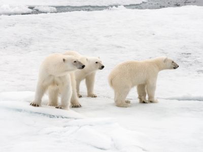 Weil sie so schön sind, noch ein Eisbärenfoto. (© Vreni & Stefan Gerber)
