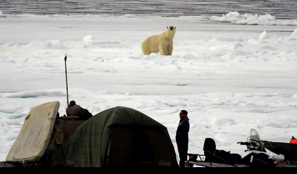 Die Inuits nehmen es gelassen, sie sind sich Eisbärenbesuche gewohnt.