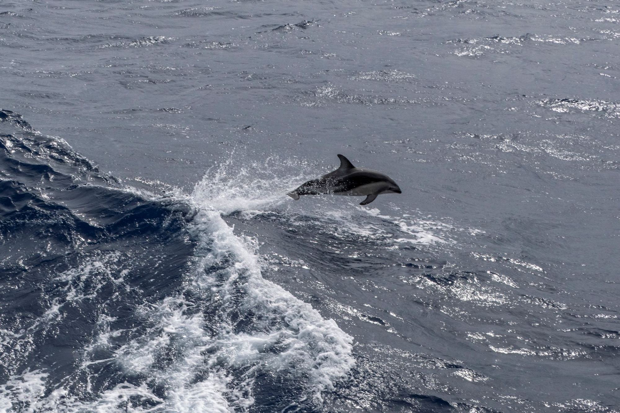 Erleben Sie die Polarregionen an Bord der Greg Mortimer – kleine Schiffsgröße, echte Expeditionen, Zodiac-Landgänge und hoher Komfort.