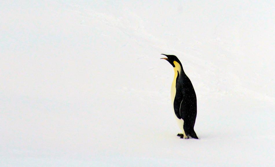 Kaiserpinguine sind die grössten modernen Pinguine heutzutage und können bis zu 120 cm gross werden. Doch ihr Urahn, der jetzt in Neuseeland gefunden wurde, konnte bis zu 150 cm gross werden. Bild: Michael Wenger