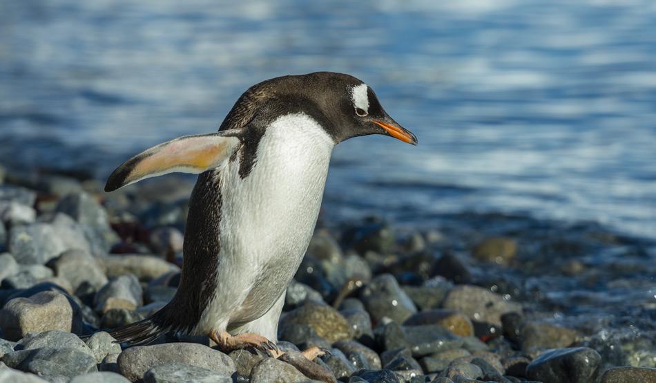Pinguine ernähren sich von Krill und Fisch. Der wiederum ernährt sich vom Phytoplankton. Änderungen in der Menge des zur Verfügung stehenden Phytoplanktons werden sich auch auf die höheren Lebewesen auswirken. (Bild: Katja Riedel)