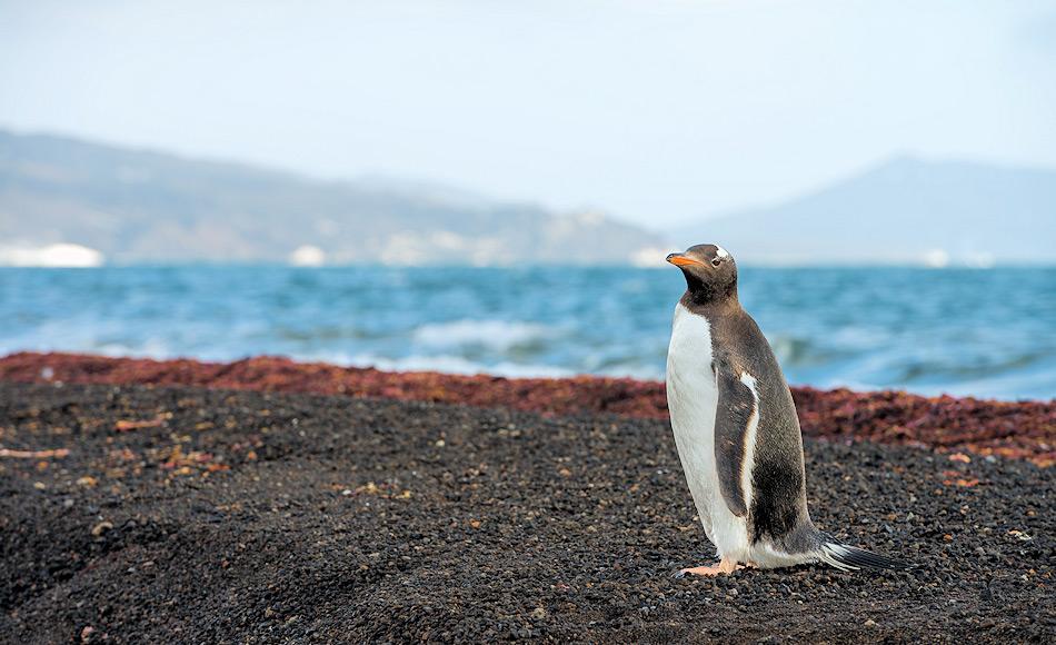 Eselpinguine sind die drittgrÃ¶sste Pinguinart. Eigentlich sind sie Bewohner der Subantarktis, doch mittlerweile haben sich die Tiere bis auf den antarktischen Kontinent ausgebreitet, um zu brÃ¼ten. Bild: Stefan Gerber