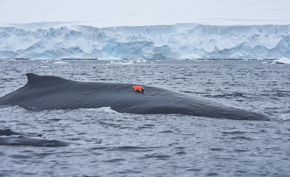 Eine orangefarbene Markierung mit Kamera wurde mittels eines Saugnapfes an der Haut eines Buckelwals angebracht. Nach ungefÃ¤hr 24 Stunden fÃ¤llt sie ab und wird von den Wissenschaftlern eingesammelt. (Foto: Elanor Bell)