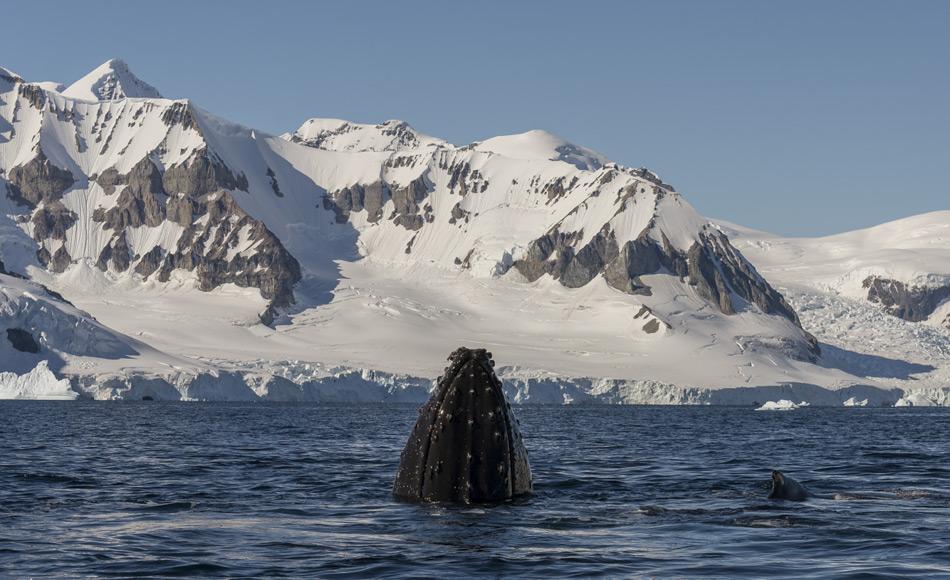 Ein Buckelwal taucht in der GerlachstraÃe in der Antarktis auf. Wissenschaftler studieren dort das Verhalten der Wale mit Hilfe von auf den Tieren angebrachten Kameras. Sie erhoffen sich davon, besser zu verstehen wie und wo die Wale auf Futtersuche gehen und wie der Klimawandel dies beeinflusst. (Foto: Katja Riedel)