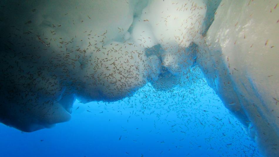 Antarktischer Krill ist die Hauptnahrungsquelle der meisten Tiere in der Antarktis. Die Krebse sind von der Eisbildung abhÃ¤ngig und kommen in riesigen SchwÃ¤rmen vor. Lange Zeit war nicht klar, warum die GrÃ¶sse der SchwÃ¤rme schwankt. Bild: Ulrich Freier, AWI