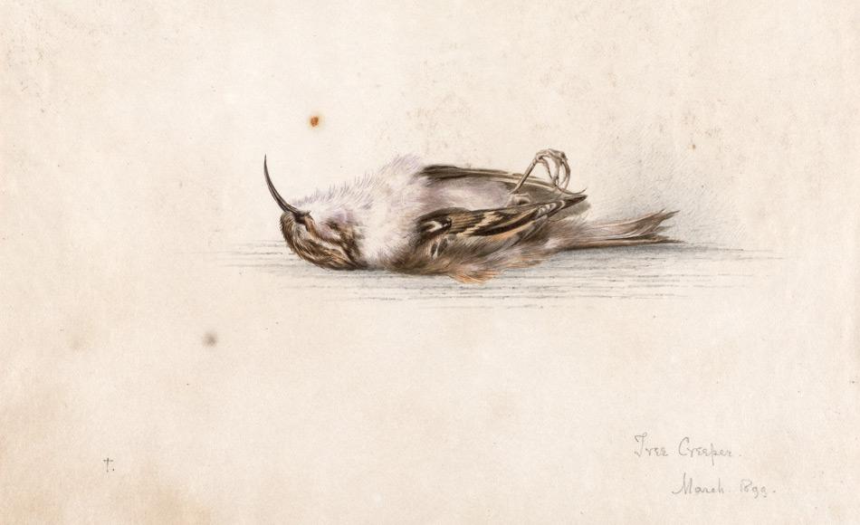 Das 118 Jahre alte Aquarellgemälde von Dr. Edward Wilson, der mit Scott zusammen auf dem Rückweg vom Südpol starb. Das Bild zeigt einen Vogel, den Baumläufer. Wilson malte es höchstwahrscheinlich als er sich in Europa von einer Tuberkulose Erkrankung erholte und er nahm es mit in die Antarktis. (Bild: Antarctic Heritage Trust)