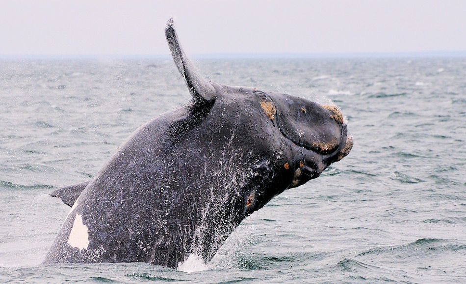 Glattwale heissen auf Englisch „Right whales“, weil sie die richtigen Wale für die Jagd waren: langsam, schwer und so fettriech, dass sie bei ihrem Tod nicht auf den Grund sanken. Ihre Zukunft sieht wieder rosiger aus, da ihre Zahlen von einst 300 auf beinahe 2‘700 Tiere wieder angestiegen sind. Bild: Michael Wenger