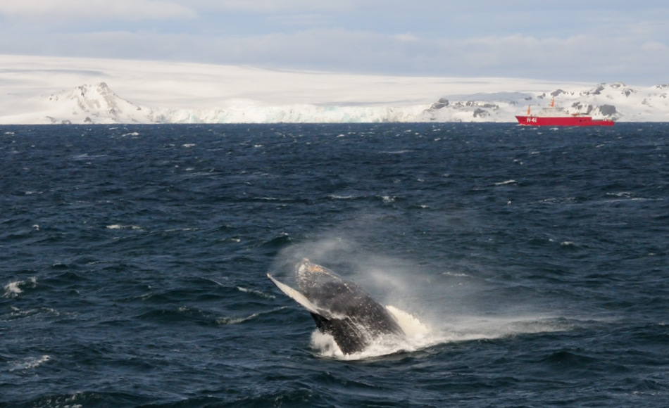 Die antarktischen Gewässer beherbergten immer hunderttausende von Walen aufgrund einer scheinbar endlosen Menge an Nahrung. Besonders Buckelwale wurden und werden wieder häufiger entlang der Küste der antarktischen Halbinsel gesichtet. Bild: Michael Wenger