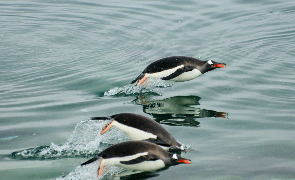 Pinguine sind perfekt an ein Leben im Wasser angepasst. Krill und Fische sind auf ihrem Speiseplan. Nun konnten Wissenschaftler auch Quallen und Rippenquallen dazuzÃ¤hlen. Bild: Michael Wenger