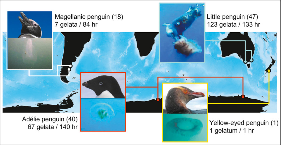 Die Karte der Brutgebiete der untersuchten Pinguinarten, die Anzahl Individuen und die Anzahl der Interaktionen mit den Gelata. Karte: ESA