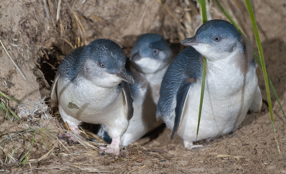 Zwergpinguine sind die kleinste Pinguinart weltweit. Ihr Lebensraum liegt in den Küstenregionen von Australien und Neuseeland, wo sie in Höhlen leben. Bild: JJ Harrison