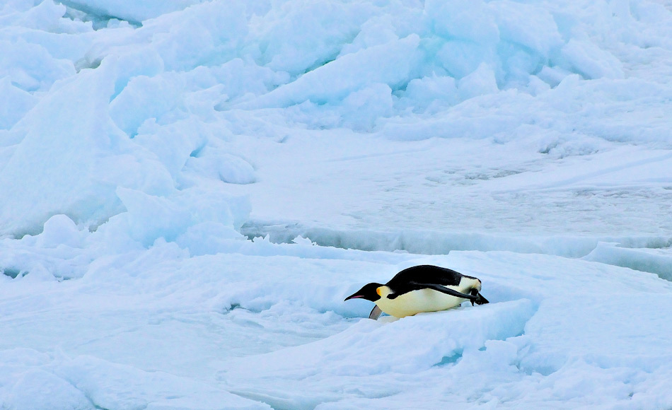 Die grössten, modernen Pinguine sind Kaiserpinguine mit Grössen zwischen 110 – 130 cm und 36 kg Gewicht. Doch im Vergleich zur neuentdeckten Art Kumimanu sind sie Zwerge. Diese Art war bis zu 165 cm gross und 100 kg schwer. Bild: Michael Wenger