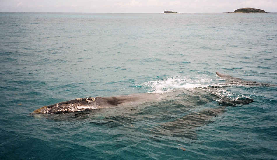 Glattwale gebären ihre Kälber in den warmen Gewässern der argentinischen Küste. Die Jungen werden dann während zwei Jahren gesäugt- Wie die anderen Glattwalarten pflanzen sich die Tiere nur langsam fort aufgrund ihres langen Lebens. Rosely Miranda