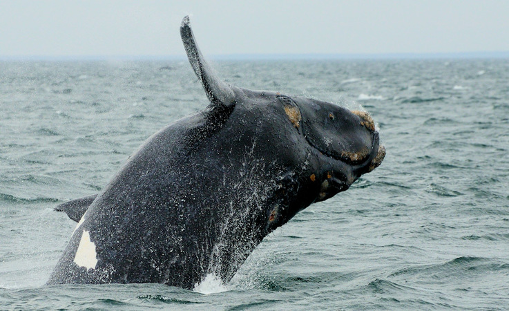 Südliche Glattwale sind zwischen 15 -18 m lang und wiegen 45 – 80 Tonnen. Ihre Wanderrouten sind