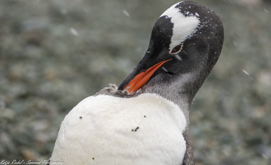 Pinguinfedern bewahren die Geschichte von Ernährungsumstellungen. In den letzten 80 Jahren haben sich Pinguine hauptsächlich von Fischen, dann von Krill und dann wieder hauptsächlich von Fischen ernährt. Die jüngste Veränderung im Nahrungsplan der Pinguine könnte die Zunahme der kommerziellen Krillfischerei auf das Ökosystem widerspiegeln. (Bild: Katja Riedel)