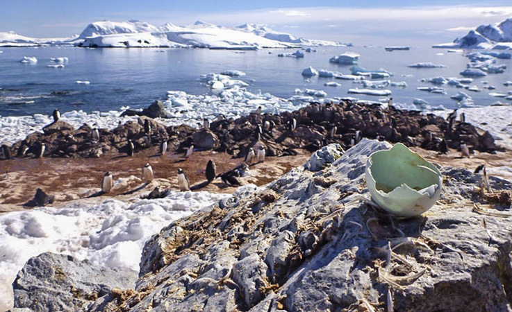 Sowohl Pinguinfedern als auch Eierschalen erlauben Einblicke in die Nahrung der Pinguine und wie