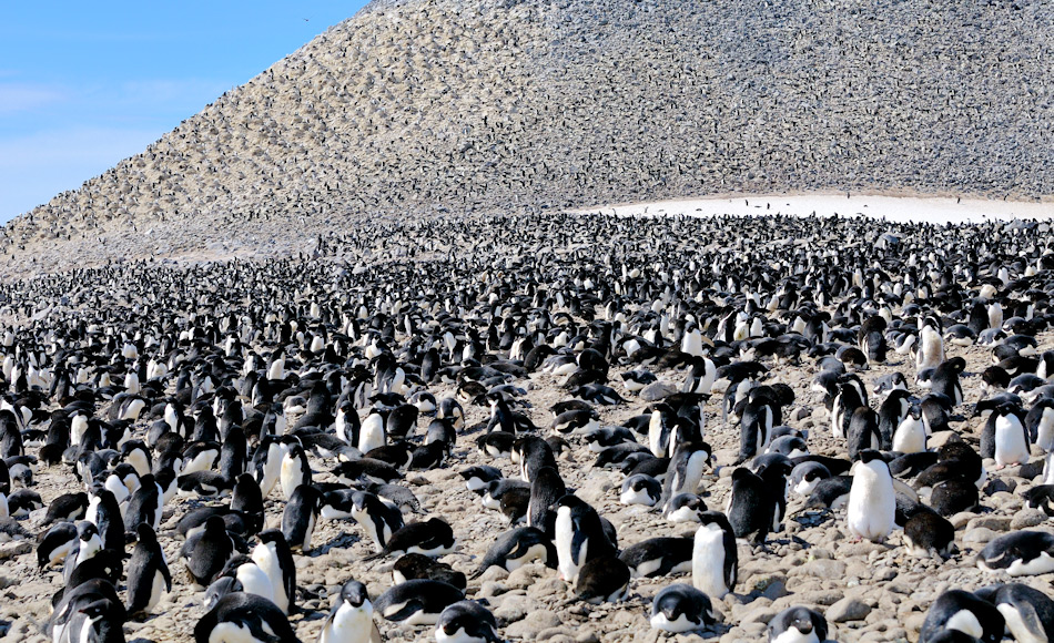 Adéliepinguine brüten entlang der antarktischen Küste ab dem Frühjahr. Ihre Kolonien umfassen bis zu hunderttausend Brutpaare und sind die grössten Vogelaggregationen auf dem antarktischen Kontinent. Bild: Michael Wenger
