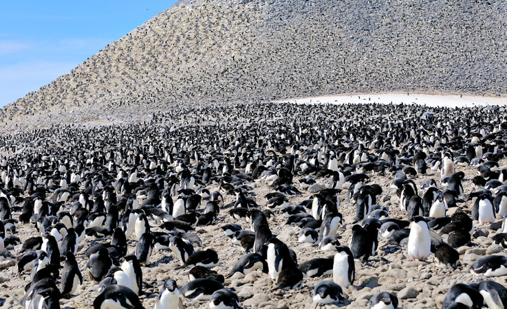 Adéliepinguine brüten entlang der antarktischen Küste ab dem Frühjahr. Ihre Kolonien umfassen
