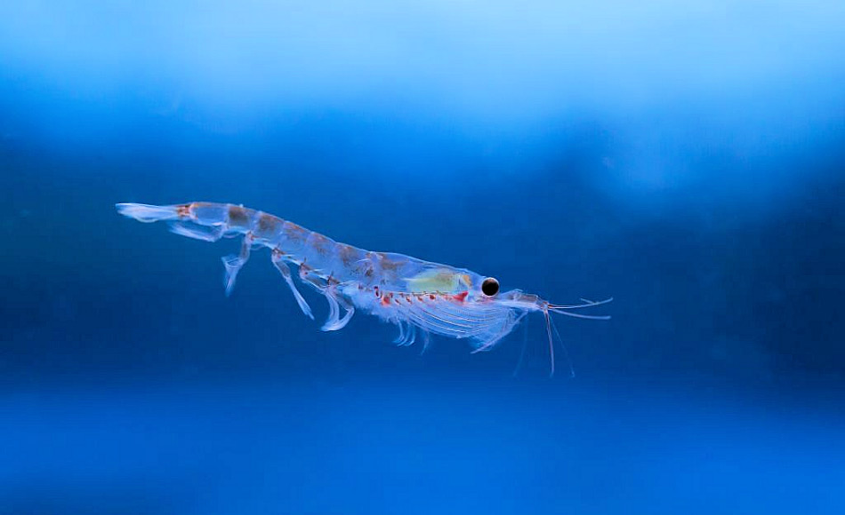 Das antarktische Nahrungsnetz hÃ¤ngt sehr stark vom Krill (Euphausia superba) ab, einem kleinen Krebs. Riesige Mengen von Krill werden jede Saison von Walen, Pinguinen, Robben und Fischen gefressen. Doch Fischerei und warmes Wasser bedrohen diese Nahrungsbasis. Bild: Brett Wilks