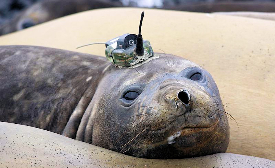 Schon seit einigen Jahren wurden auf subantarktischen Inseln Robben mit kleinen Messgeräten versehen, um ozeanographische Daten zu sammeln. Die Geräte werden aufgeklebt und fallen beim nächsten Fellwechsel wieder ab. Bild CEBC