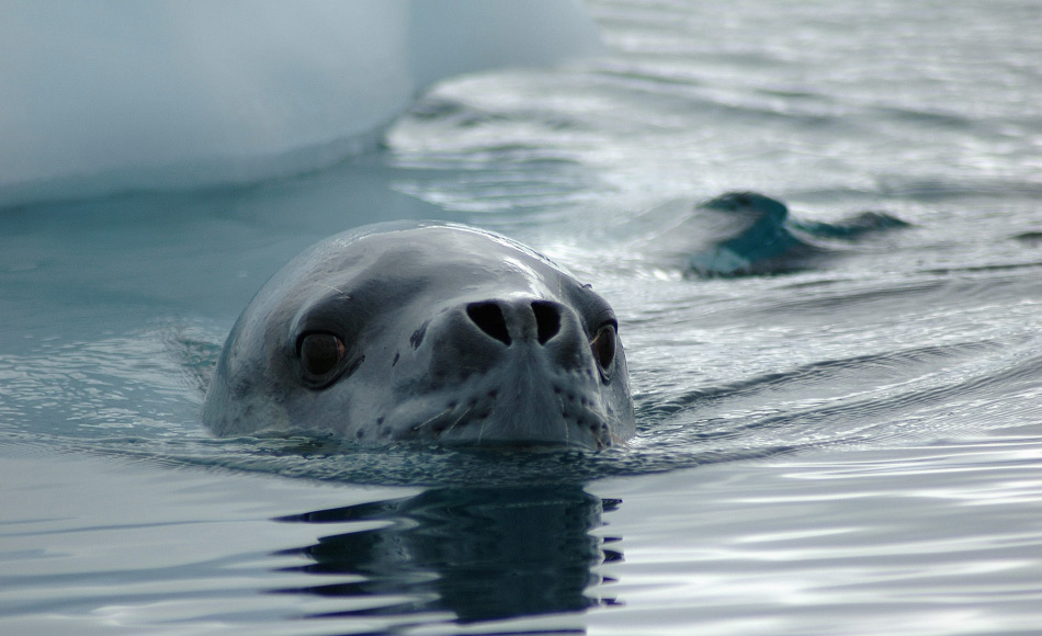 Seeleoparden sind die heimlichen Könige der Antarktis. Sie haben ein breites Nahrungsspektrum, sind im Wasser schnelle und wendige Jäger und können wohl auch sehr weite Strecken schwimmen gemäss der Resultate der Studie. Bild: Michael Wenger