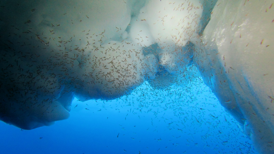Krill ist in seiner Entwicklung auf den Meereiszyklus angewiesen. Dabei schlÃ¼pfen die Larven der kleinen Krebse, wenn das Eis schmilzt und sich das pflanzliche Plankton bildet im FrÃ¼hjahr. Je weniger Eis, desto weniger Larven war bisher die Ãberlegung. Bild: Ulrich Freier / AWI