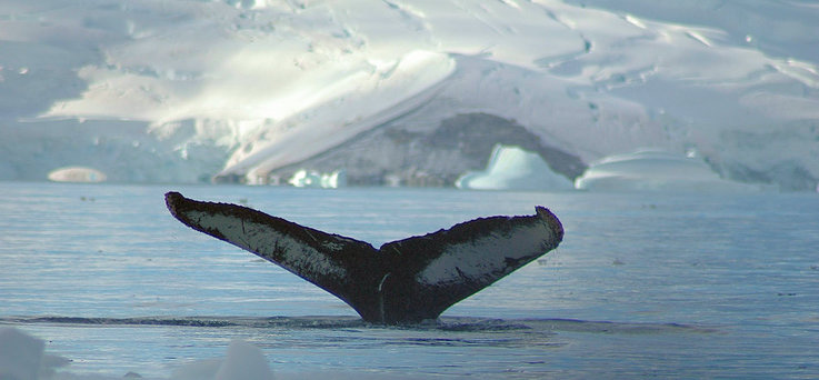 Buckelwale sind mittlerweile wieder ein häufiger Anblick in den Gewässern rund um Antarktika.