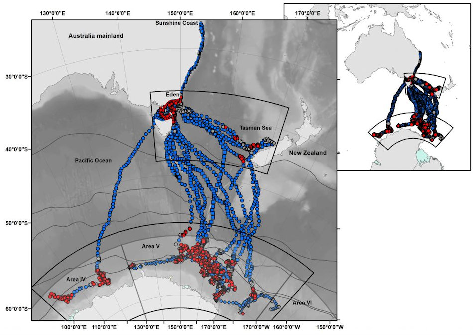 Die Karte zeigt die Routen, die von den markierten Buckelwalen eingeschlagen worden waren. Blau sind die Wanderungen, rot die Orte, an denen die Tiere gefressen hatten. Alle Buckelwale starteten ihre Wanderungen an der Küste von Queensland. Bild: Australian Antarctic Division