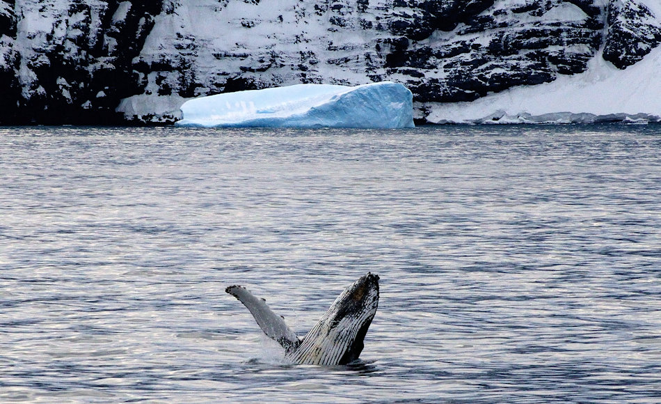 Buckelwale sind eine der wenigen Walarten, die ein grosses Verhaltensspektrum zeigen. Das markante Springen der gewaltigen Tiere ist bisher nur theoretisch erklärt worden, Beweise fehlen. Bild: Michael Wenger