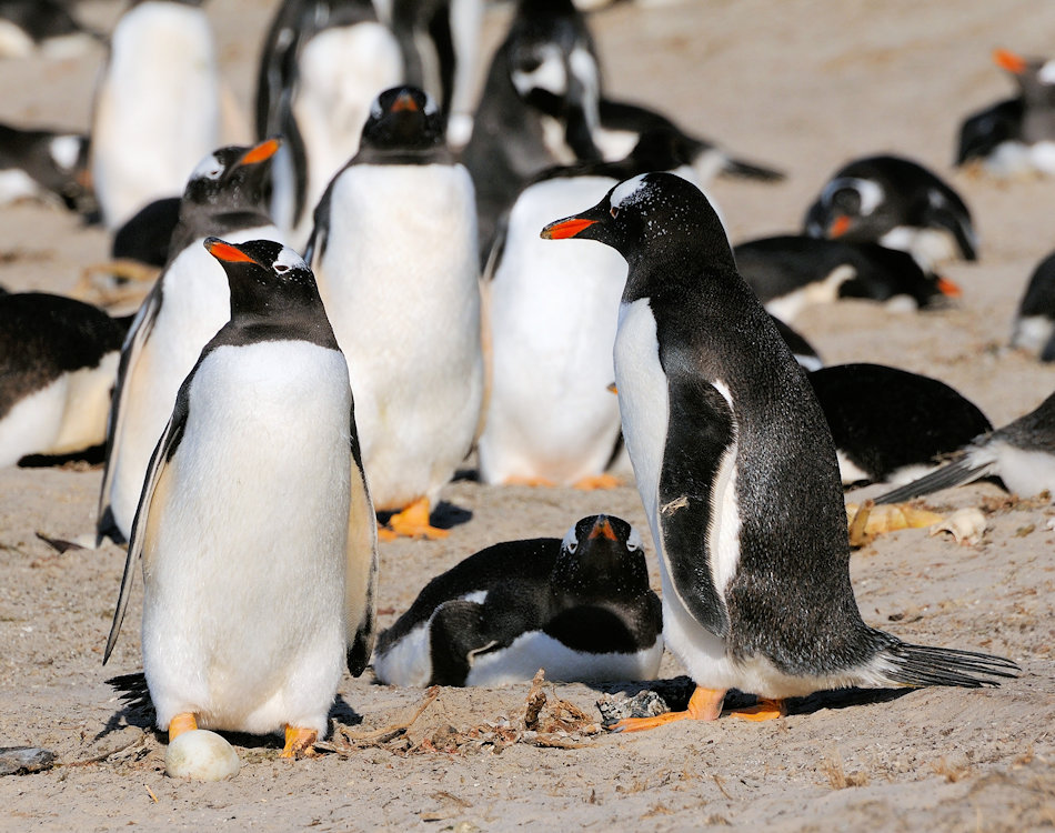 Eselspinguine sind die drittgrösste Pinguinart und werden bis zu 75 cm gross und 7 kg schwer. Sie sind die Generalisten innerhalb der Pinguine und ernähren sich von Fischen und verschiedenen Krebsarten. Bild: Michael Wenger