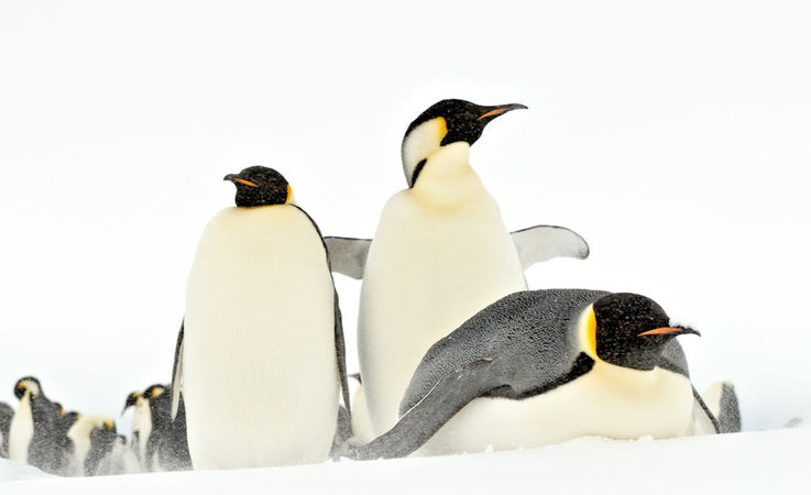 Die grösste Pinguinart, Kaiserpinguine, brüten auf dem Festeis rund um den antarktischen