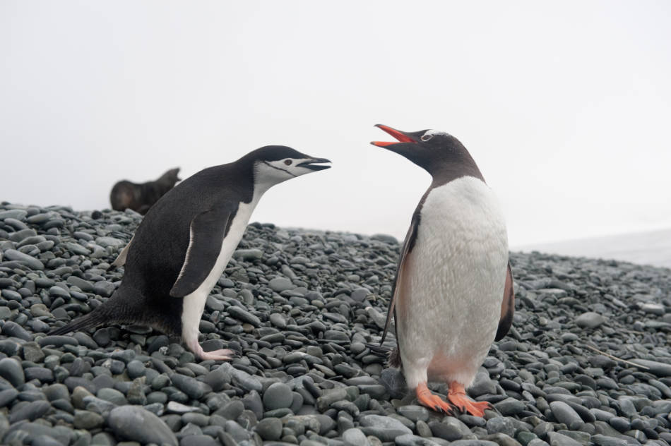 Nicht alle Pinguinarten können gleich gut mit Veränderungen klarkommen. Eselspinguine (rechts) konnten ihre Ernährung anpassen, Zügelpinguine nicht. (Foto: Vreni Gerber)