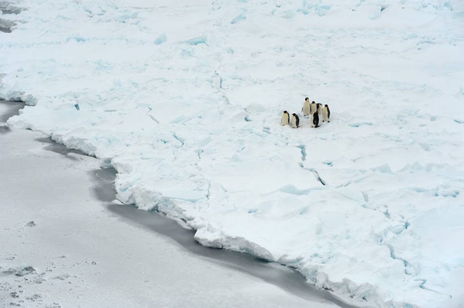 Etwa 14â000 verschiedene Tierarten leben im Weddellmeer â doch der Schutz des Weddellmeeres wird weiterhin blockiert. (Foto: Stefan Gerber)