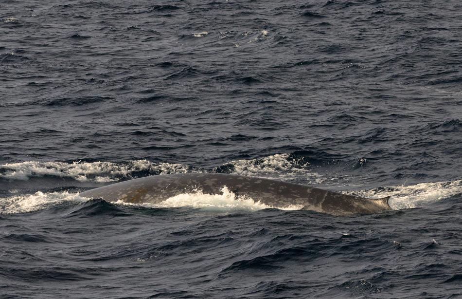 Blauwale werden in drei Unterarten eingeteilt, von denen der Antarktische Blauwal (Balaenoptera musculus intermedia) wahrscheinlich die hÃ¤ufigste ist. Das grÃ¶sste je gemessene Tier war 33 Meter lang und wog Ã¼ber 150 Tonnen. Bild: Michael Wenger