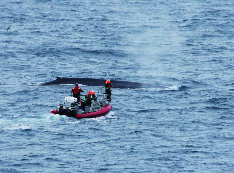 Die Erforschung von Blauwalen ist eine harte und ermÃ¼dende Arbeit. Trotz der Tatsache, mit dem grÃ¶ssten Tier der Erde zu arbeiten, ist es enorm schwierig, diese rÃ¤tselhaften Giganten im riesigen SÃ¼dpolarmeer zu finden. Bild: Carlos Olavarria